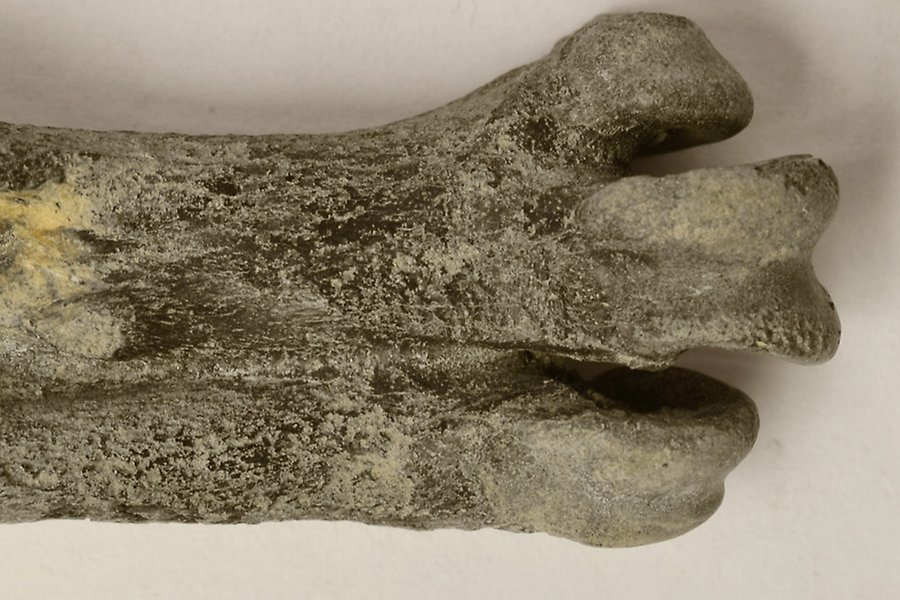 Foto av fossilt ben från pingvin, gråspräckligt mot vit bakgrund