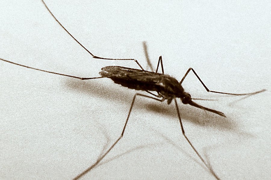 Malariamygga