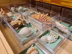 A drawer with molluscs