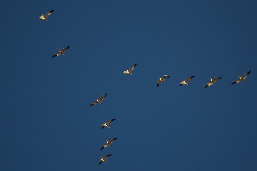Flyttfåglar i formation mot blå himmel