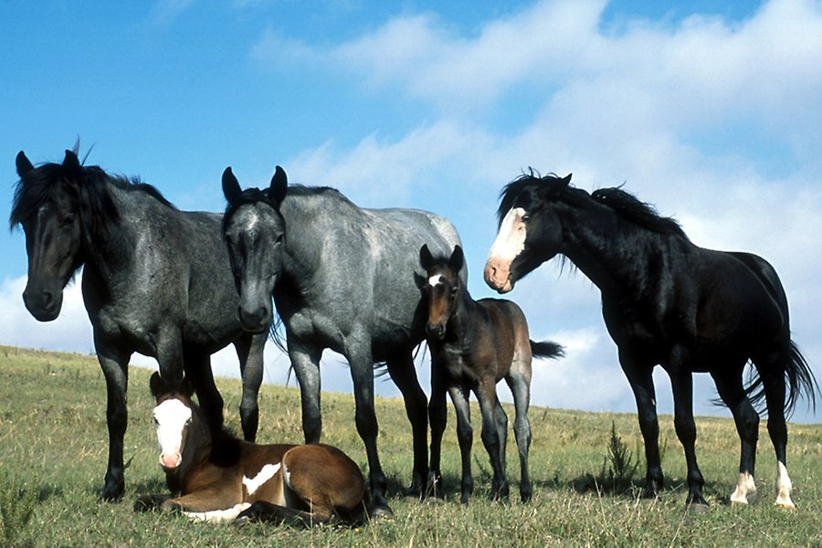 fem hästar på en äng