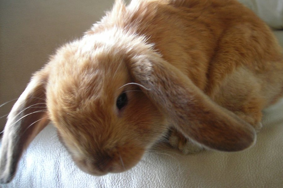 Liten brun kanin med långa, hängande öron