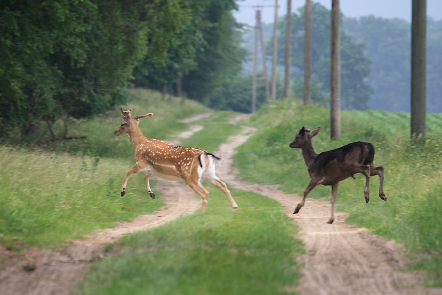 Två dovhjortar springer över en skogsväg