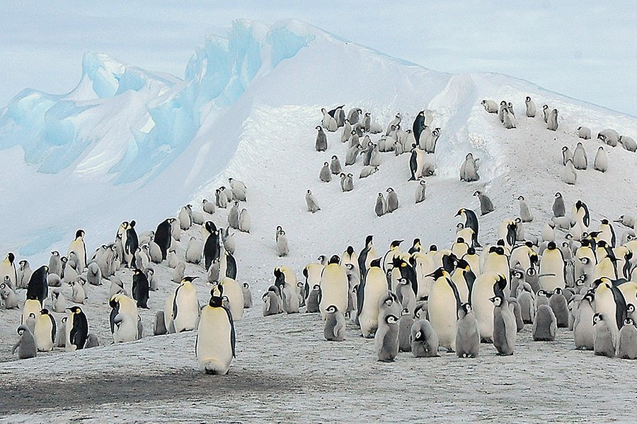 Många kejsarpingviner på ett isberg