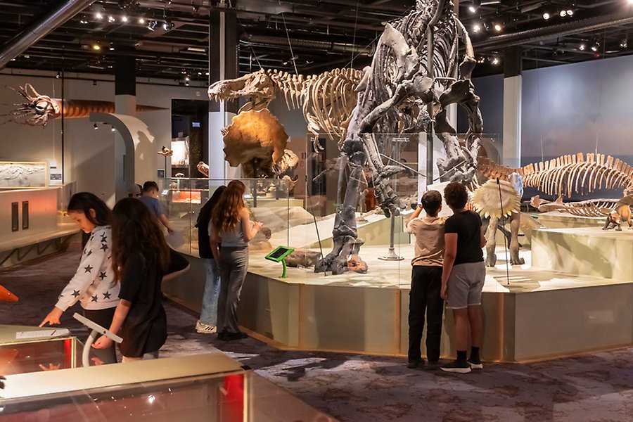 Elever arbetar i utställningen Fossil och evolution