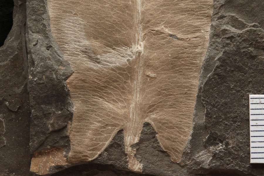 Photo of light colored fossil leaf on darker matrix