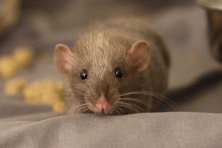 Liten nyfiken råtta 