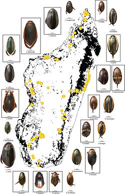 Hydaticus and Cybister species colonized Madagascar multiple times but never radiated. Endemic species in squares. From Bukontaite et al (2015). [https://journals.plos.org/plosone/article?id=10.1371/journal.pone.0120777]