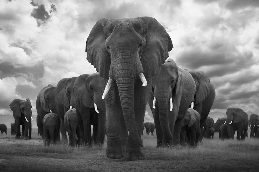 En formation av en stor grupp elefanter på savannen.