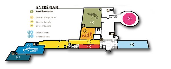 Karta som visar att Fossil och evolution ligger längst in till vänster från museets huvudentré, efter Den Mänskliga resan.