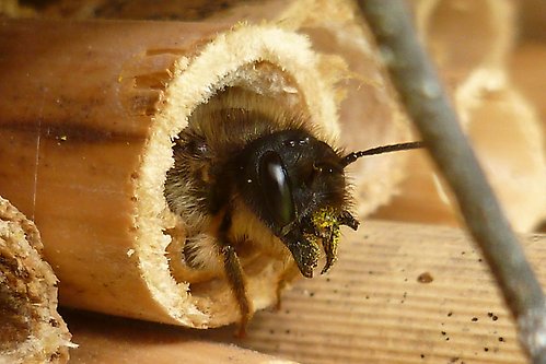 Ett bi tittar ut ur ett litet rör av bambu.