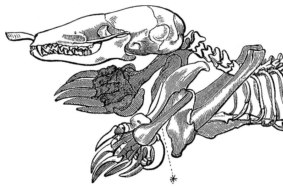 Illustration av däggdjursskelett