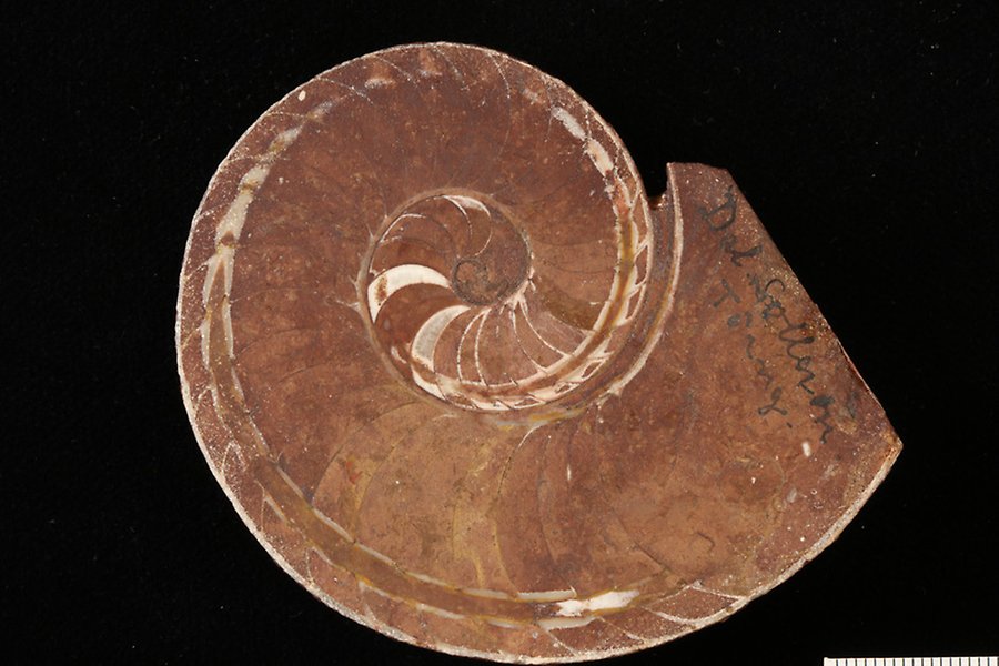 Fossil bläckfisk med snurrat skal mot svart bakgrund