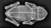 Bilden visar en röntgenbild av en Padda uppfirån, där skelettet syns tydligt och vävnaderna är genomskinliga. 