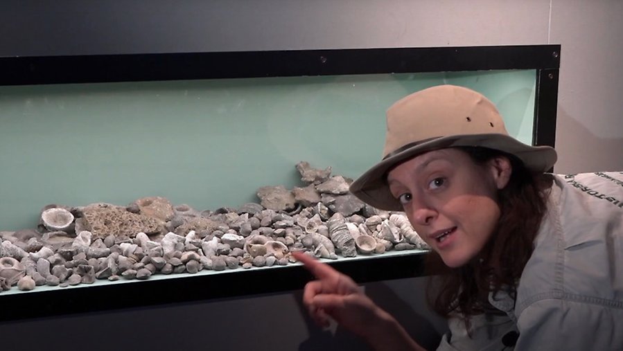 Dino-Doris pekar på fossil i en monter.