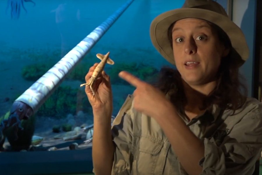 Dino-Doris pekar på ett modell av en orthoceratit.