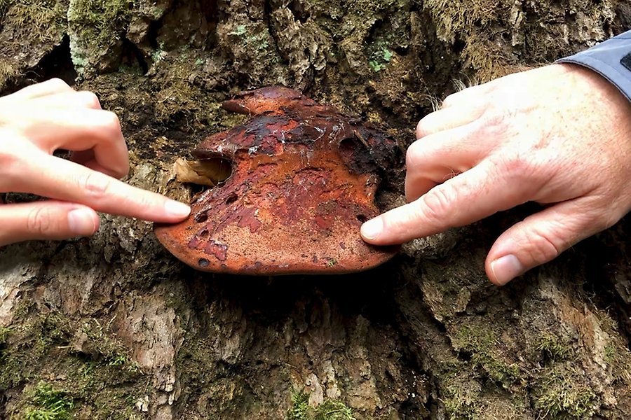 I mitten en oxtungssvamp, liknar en röd tunga som sticker ut från en trädstam. Två händer som känner på svampen.